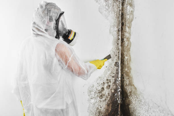 Best Toxic Mold Removal  in Iota, LA