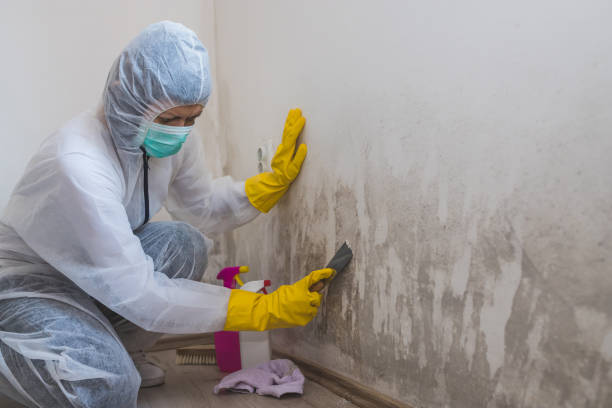 Office Mold Removal Services in Iota, LA