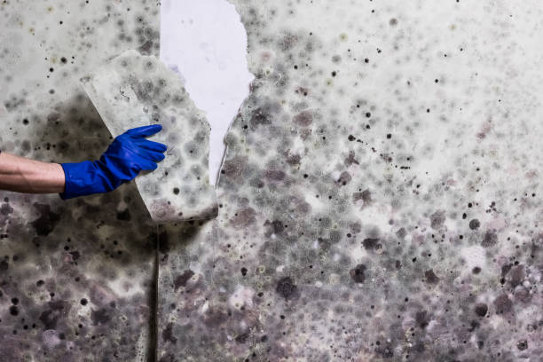 Best Mold Cleaning Services  in Iota, LA