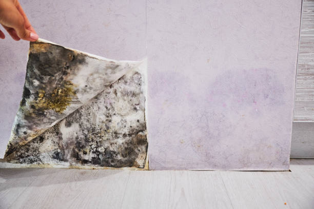  Iota, LA Mold Removal Pros